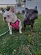 French Bulldog Puppies for sale in Fayetteville, NC 28307, USA. price: NA