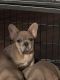 French Bulldog Puppies for sale in Indio, CA, USA. price: $6,000