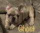 French Bulldog Puppies for sale in Gardner, MA, USA. price: NA