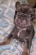French Bulldog Puppies for sale in 302 Washington Ave, Elizabeth, NJ 07202, USA. price: NA