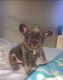 French Bulldog Puppies for sale in 302 Washington Ave, Elizabeth, NJ 07202, USA. price: $2,500