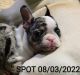 French Bulldog Puppies for sale in Hillsboro, OR 97003, USA. price: NA