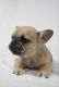 French Bulldog Puppies for sale in Hillsboro, OR 97003, USA. price: $4,500