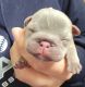 French Bulldog Puppies for sale in Berlin, NJ 08009, USA. price: NA