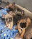 French Bulldog Puppies for sale in Prescott Valley, AZ 86314, USA. price: $3,000