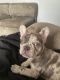 French Bulldog Puppies for sale in Carson City, NV 89701, USA. price: $2,200