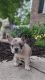 French Bulldog Puppies for sale in Newport News, VA 23606, USA. price: $4,200