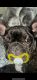 French Bulldog Puppies for sale in San Jose, CA, USA. price: $4,300