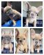 French Bulldog Puppies for sale in Minneapolis, MN, USA. price: $5,000