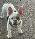 French Bulldog Puppies for sale in Coral Springs, FL, USA. price: $2,000