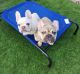 French Bulldog Puppies for sale in Fillmore, CA 93016, USA. price: NA