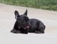 French Bulldog Puppies for sale in Rocklin, CA 95765, USA. price: $700