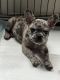 French Bulldog Puppies for sale in San Diego, CA, USA. price: $5,500