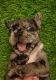 French Bulldog Puppies for sale in Omaha, NE, USA. price: $4,500