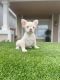 French Bulldog Puppies for sale in Lancaster, CA 93535, USA. price: $7,000