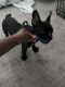 French Bulldog Puppies for sale in Accokeek, MD, USA. price: $2,700
