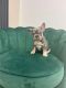 French Bulldog Puppies for sale in Lake Orion, Orion Twp, MI 48362, USA. price: $3,800
