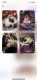 French Bulldog Puppies for sale in Healdsburg, CA 95448, USA. price: NA