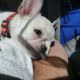 French Bulldog Puppies for sale in Ormond Beach, FL, USA. price: $6,500