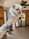 French Bulldog Puppies for sale in Warren, MI, USA. price: $3,500