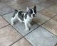 French Bulldog Puppies for sale in Citrus Heights, CA, USA. price: NA