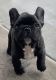 French Bulldog Puppies for sale in Redding, CA, USA. price: $3,800