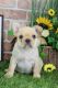 French Bulldog Puppies for sale in Canton, OH, USA. price: $1,800
