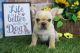 French Bulldog Puppies for sale in Canton, OH, USA. price: NA
