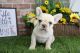 French Bulldog Puppies for sale in Canton, OH, USA. price: $1,800
