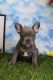 French Bulldog Puppies for sale in Canton, OH, USA. price: $2,000