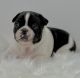 French Bulldog Puppies for sale in Wonder Lake, IL 60097, USA. price: NA