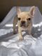 French Bulldog Puppies for sale in Ontario, CA, USA. price: $1,800
