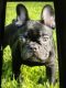 French Bulldog Puppies for sale in Austin, TX, USA. price: $3,300