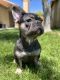 French Bulldog Puppies for sale in Lancaster, CA, USA. price: $2,000