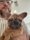 French Bulldog Puppies for sale in St Cloud, FL, USA. price: $2,500