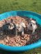 French Bulldog Puppies for sale in Plainfield, IL, USA. price: $4,500