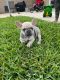 French Bulldog Puppies for sale in San Antonio, TX, USA. price: $4,000