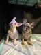 French Bulldog Puppies for sale in Fort Worth, TX, USA. price: $2,000