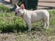 French Bulldog Puppies for sale in Port Charlotte, FL, USA. price: NA