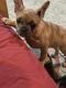 French Bulldog Puppies for sale in Clinton, AR 72031, USA. price: NA