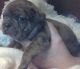 French Bulldog Puppies for sale in Hueytown, AL, USA. price: NA
