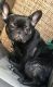 French Bulldog Puppies for sale in Oxnard, CA, USA. price: $3,500