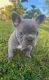 French Bulldog Puppies for sale in West Covina, CA, USA. price: $2,500
