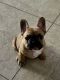 French Bulldog Puppies for sale in Royal Palm Beach, FL, USA. price: NA