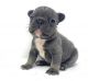 French Bulldog Puppies for sale in Spring, TX 77373, USA. price: NA
