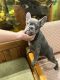 French Bulldog Puppies for sale in Collinsville, IL 62234, USA. price: NA