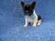 French Bulldog Puppies for sale in Hacienda Heights, CA, USA. price: $499