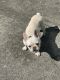French Bulldog Puppies for sale in Uniondale, NY 11553, USA. price: $3,500
