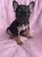 French Bulldog Puppies for sale in La Mirada, CA, USA. price: $1,750