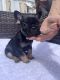 French Bulldog Puppies for sale in La Mirada, CA, USA. price: NA